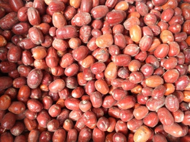 敦煌的特产|敦煌|沙枣|李广杏