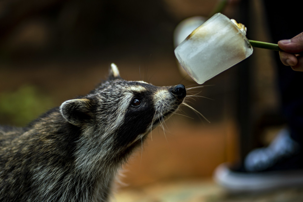 (社会)清凉度夏