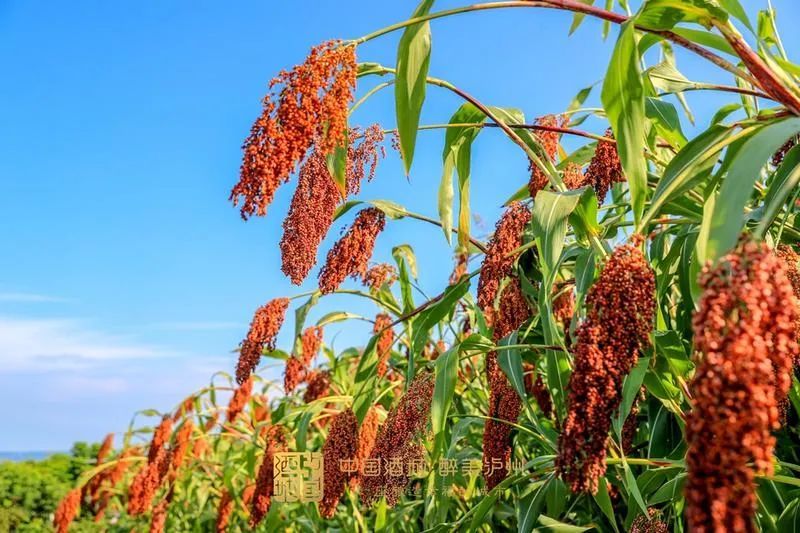 真香泸州高粱粑香到央视