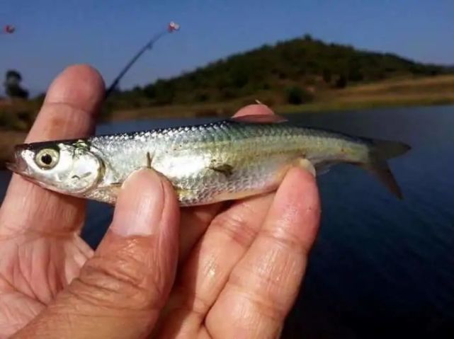 江蘇釣魚人河裡釣起