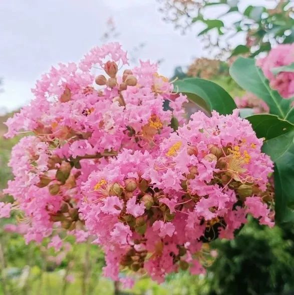 美景热情火把节靓丽火把花