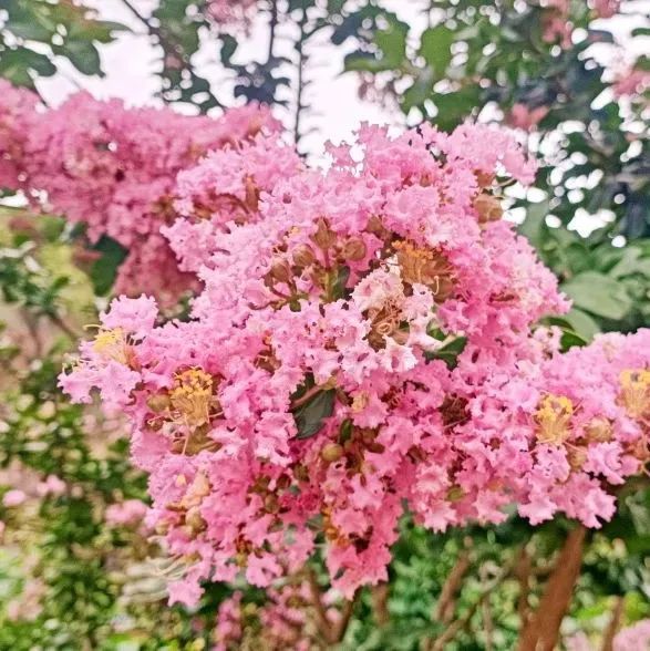 美景热情火把节靓丽火把花