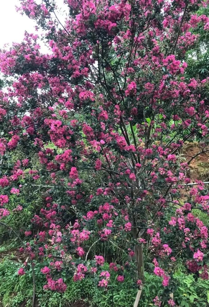 【美景】热情火把节,靓丽火把花!