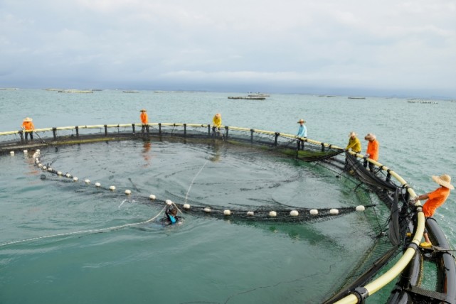 阳江大型深海网箱养殖场捕捞现场