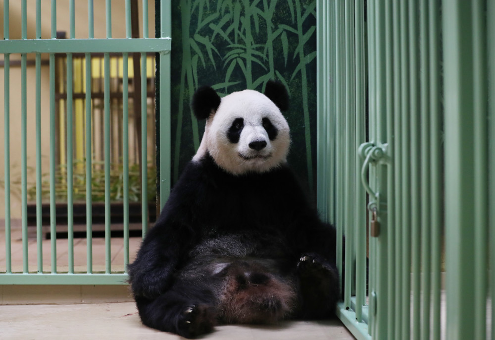 法国卷毛熊猫图片