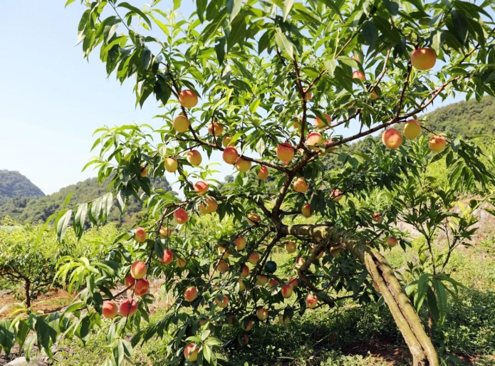 宜昌这个地方的桃园又火了采摘者络绎不接火爆夏天