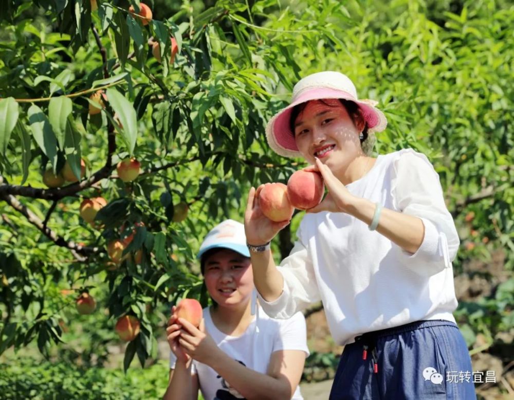 宜昌这个地方的桃园又火了采摘者络绎不接火爆夏天