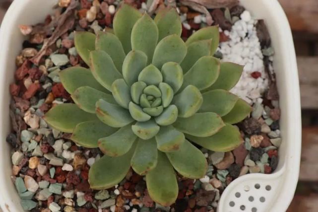 "迈达斯国王"景天科厚叶石莲属多肉植物,星美人与花月夜杂交品种