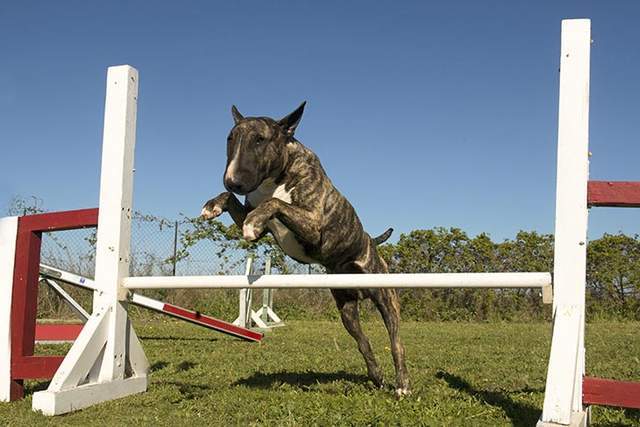 尋根問祖系列(115):牛頭梗(bull terrier)