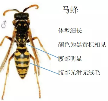 蜜蜂身体结构图名称图片