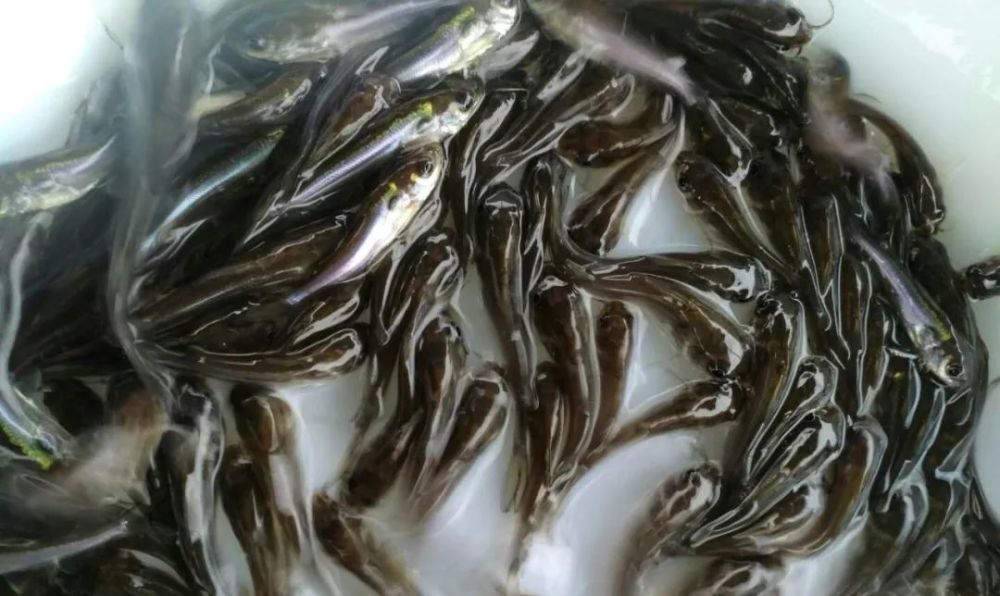 为您详解斑点叉尾鮰生物学特性以及食性特点