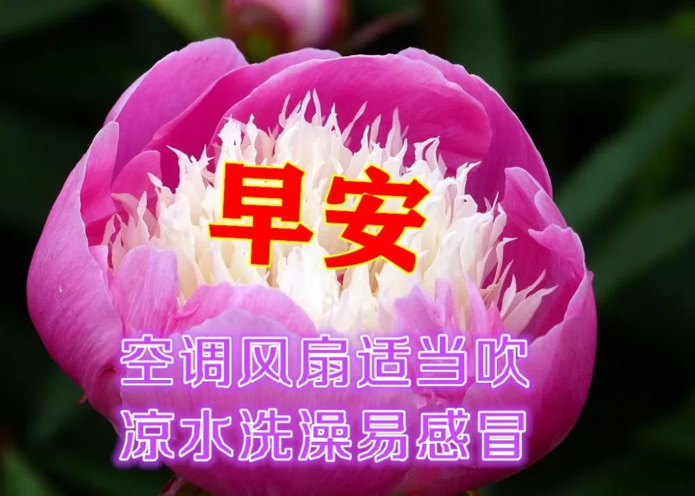 8月6日最新早上好动态图片表情大全三伏天早上好美图大全