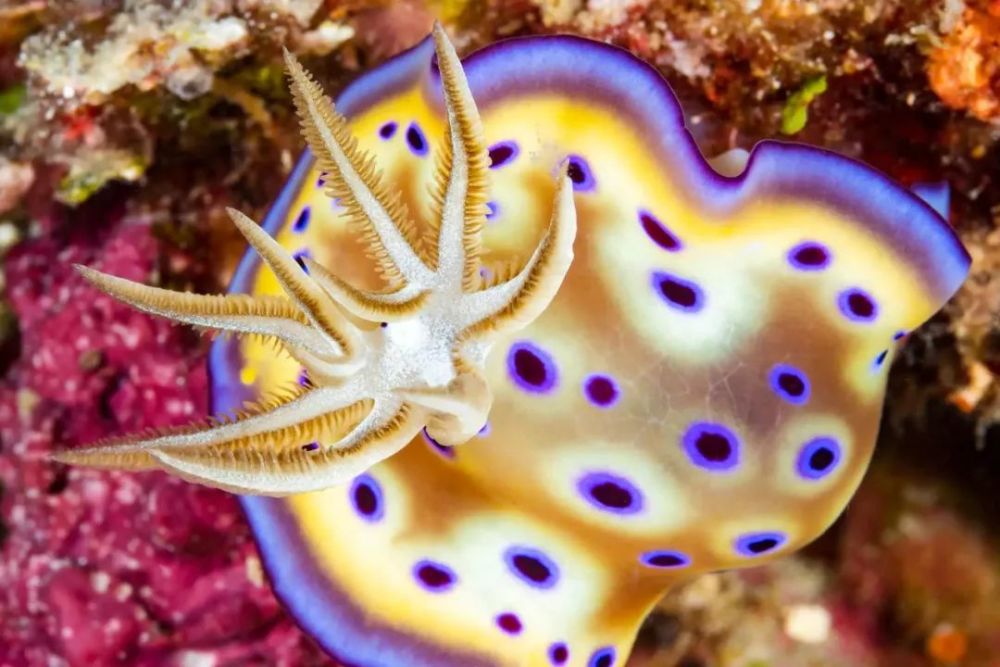 神奇的海洋动物蔚蓝大海中的精灵