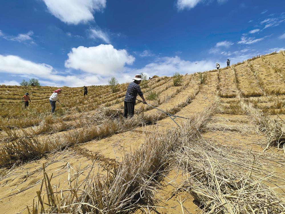化防沙治沙项目三标段的施工现场看到,大约百人在沙漠里制作草方格