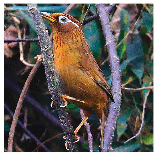 画眉  图片由网友"benji"拍摄于桂林.