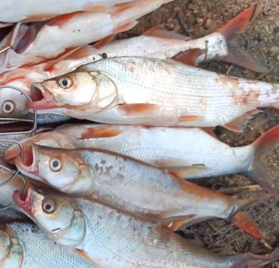 河南一水库红尾鱼"大爆发",钓鱼人:2小时钓了近30条
