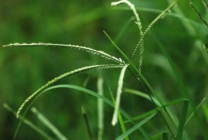 牛筋草芦苇泛滥治不住其实方法很简单