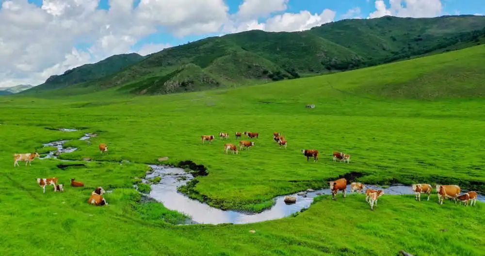 八月到内蒙古兴安盟来看"海"