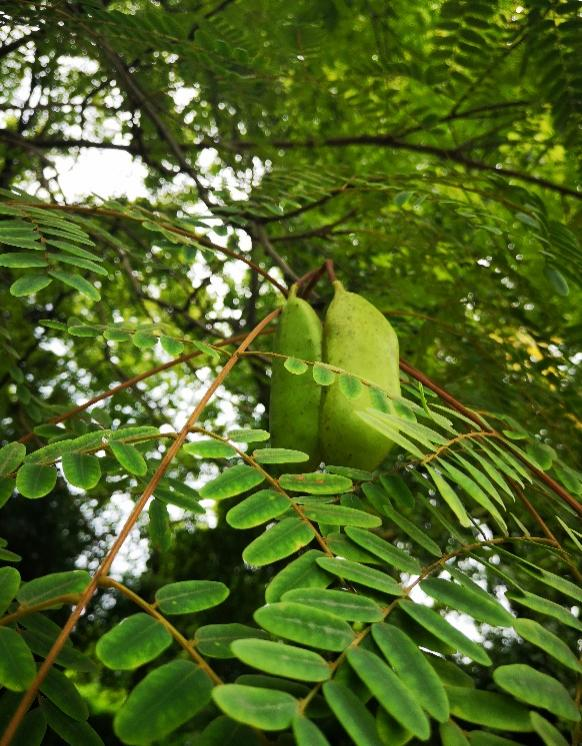 肥皂荚的植株(图片来源:作者提供)肥皂荚(gymnocladus chinensis bai