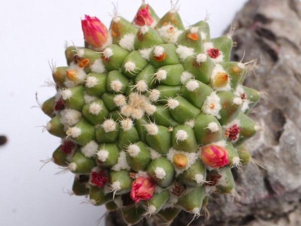 春季开花的仙人球迎春夏季也很美一簇簇绒毛就像雪花一样漂亮