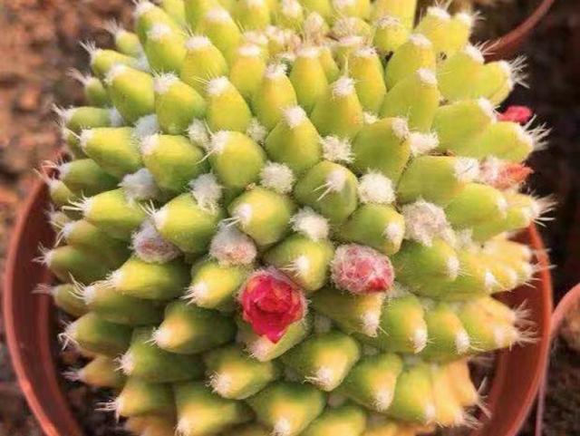 春季开花的仙人球迎春夏季也很美一簇簇绒毛就像雪花一样漂亮