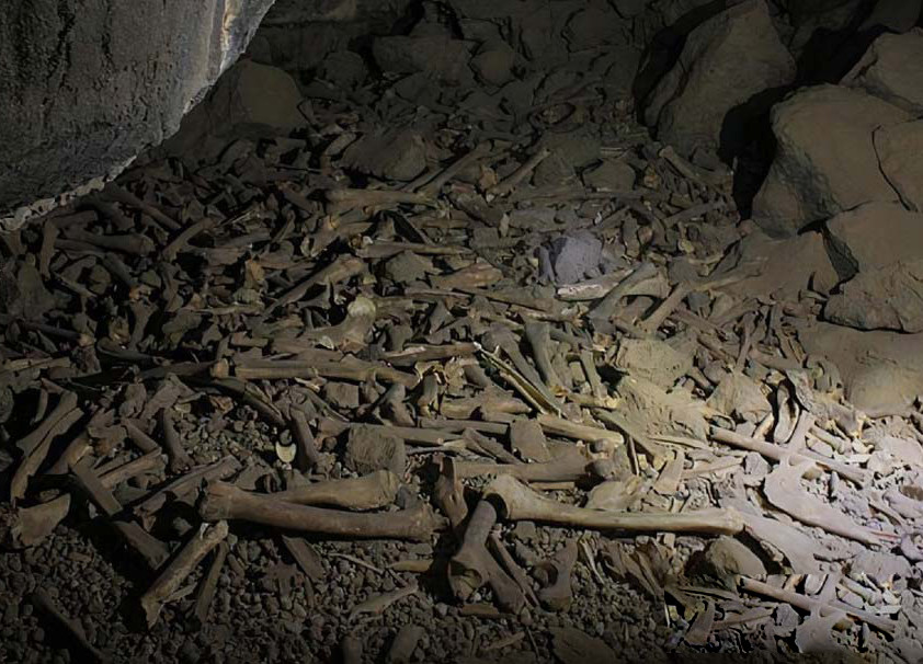 沙特阿拉伯的鬣狗洞里发现大堆动物和人类的骨骼 腾讯新闻