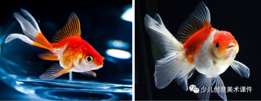 课程 金鱼 腾讯新闻