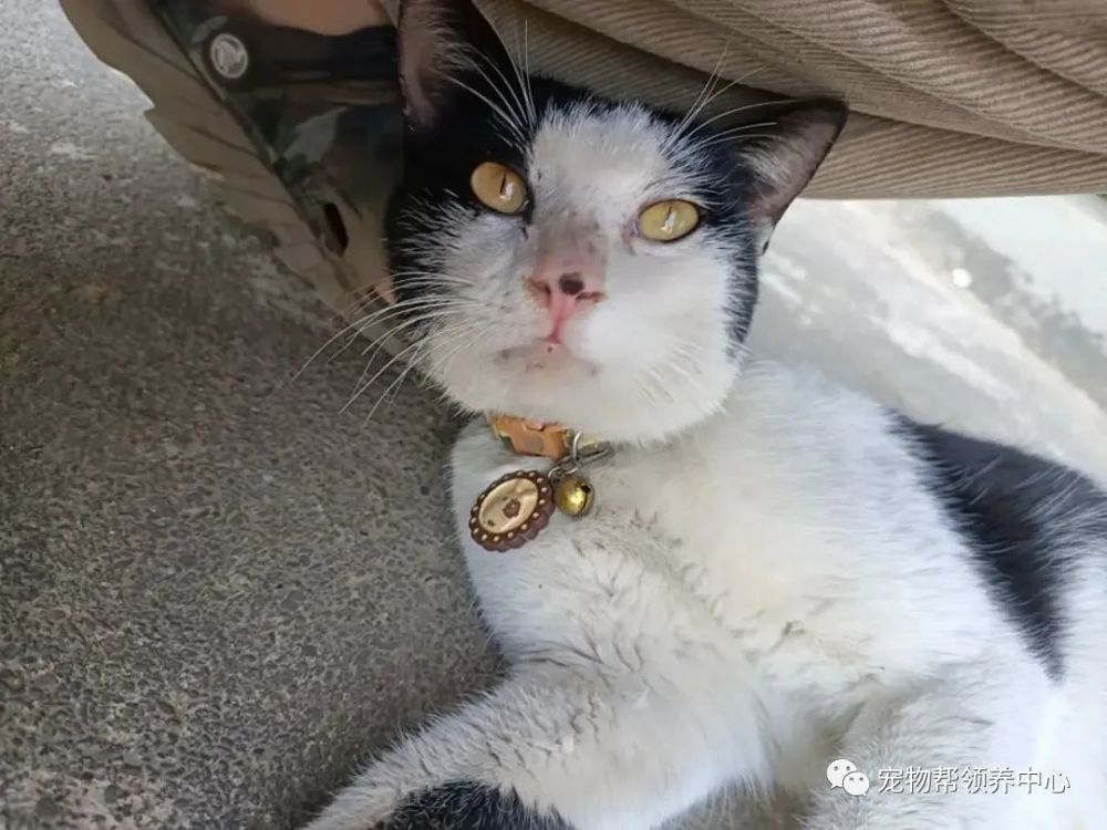 猫咪有这么大威力?竟使得两位耄耋之年的老人做出这种动作?