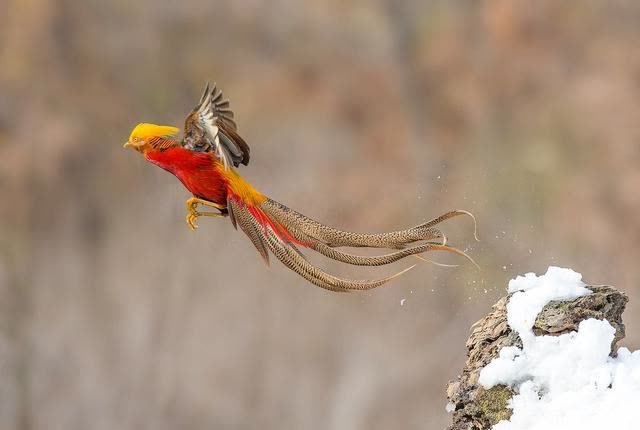 都知道国家有国花其实还有国鸟中国的国鸟是什么
