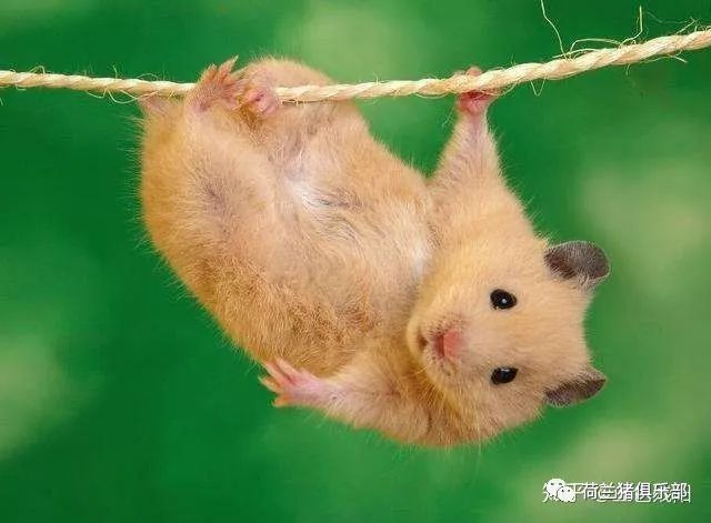 宠物鼠和老鼠有什么区别和风险 猪友互动第161期 腾讯新闻