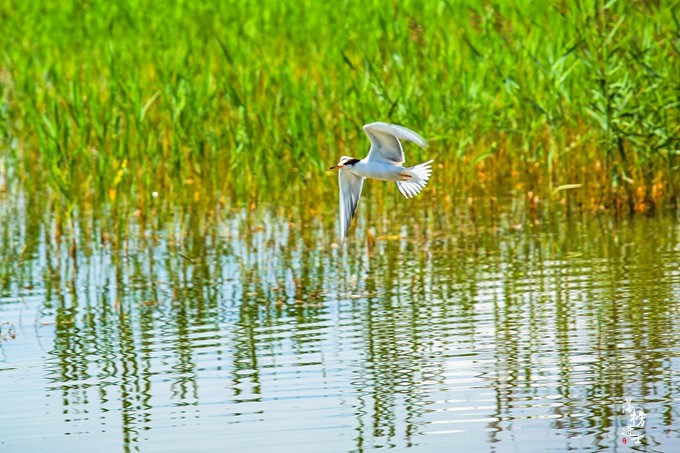 張家口沽源有一處觀鳥園 環境優美 空氣好 被譽為鳥兒的天堂 中國熱點