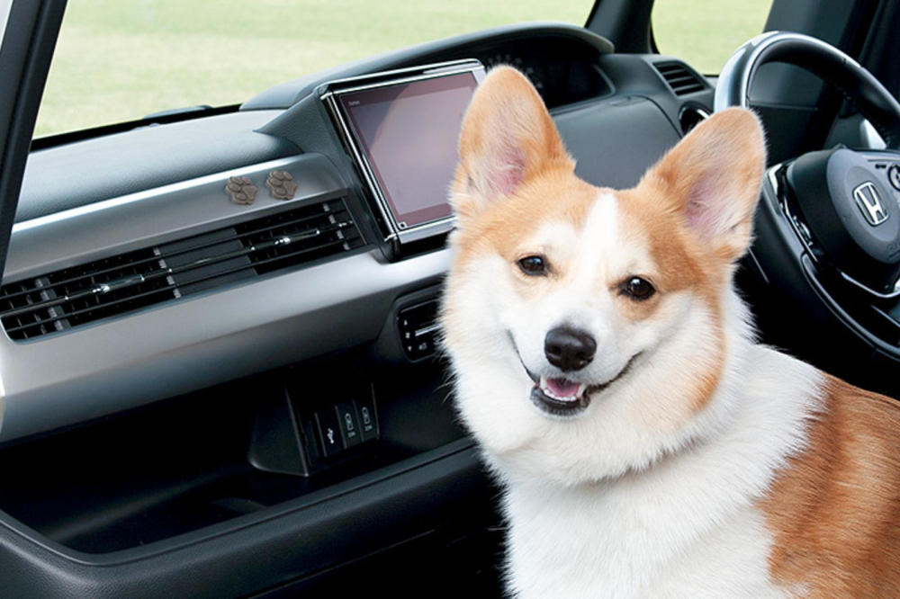 太可爱了——本田推出狗狗友好汽车配件