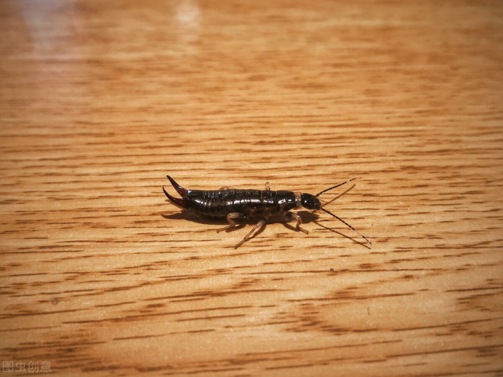 昆虫界中称职的妈妈 蠼螋 快看看家中花盆 菜园里有没有 腾讯新闻