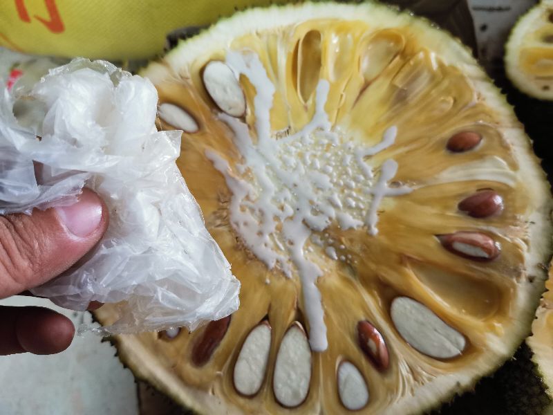 菠萝蜜的胶粘在手上怎么洗掉 这三种方法一个比一个方便实用 - 最新