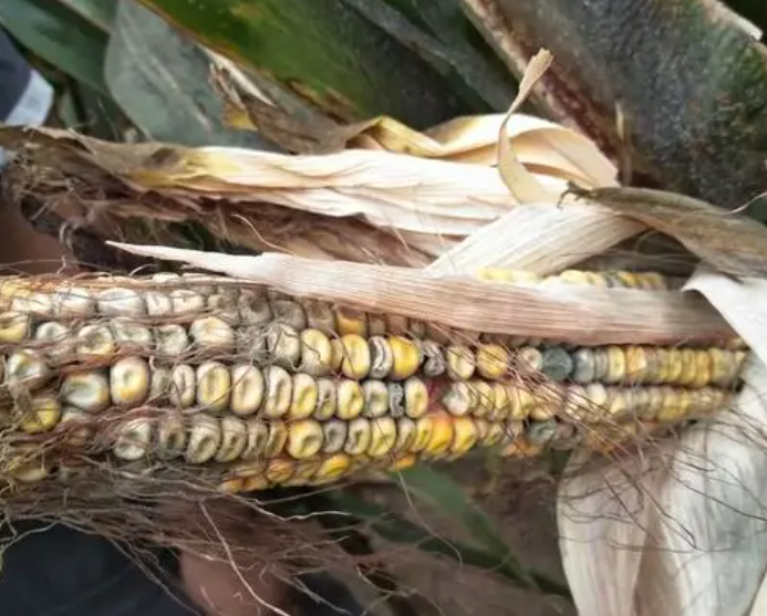 玉米品质"杀手"——穗粒腐病_腾讯新闻