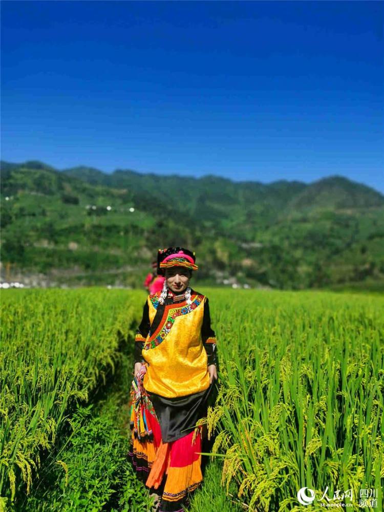 四川凉山州甘洛县普昌梯田稻谷丰收在望