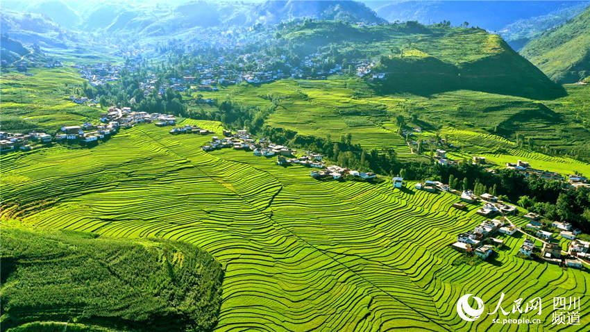 四川凉山州甘洛县普昌梯田稻谷丰收在望