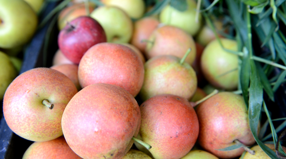 【盘州发布】盘州这里的红梨连云南人都慕名而来