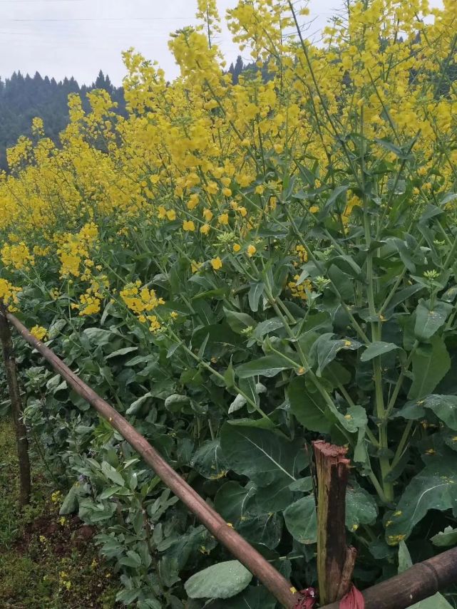 一担菜籽半担油的油菜好品种!赶紧试试