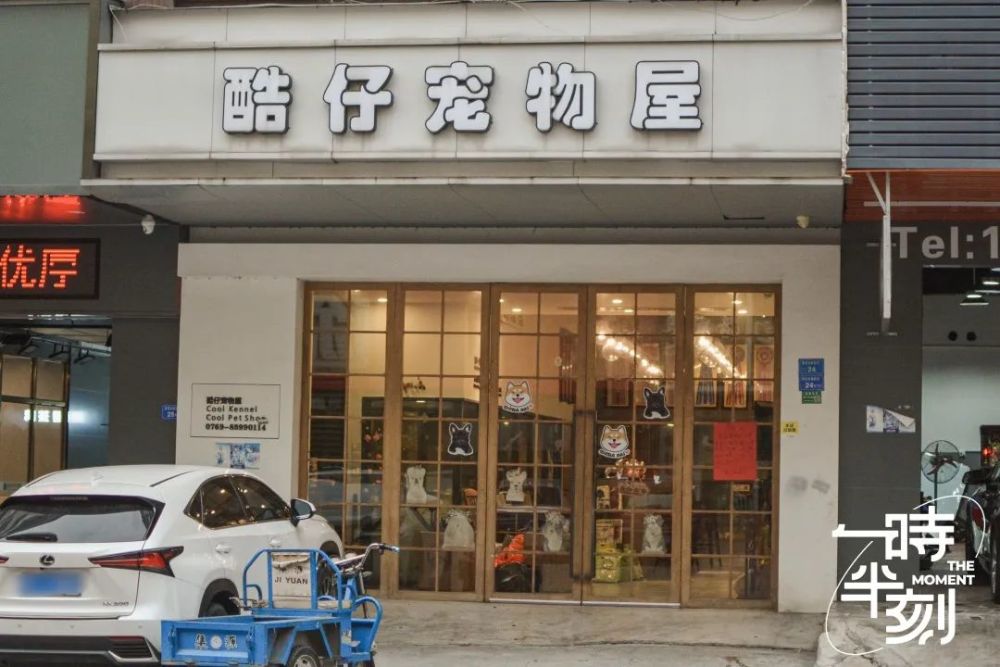 东莞这家犬舍繁育的柴犬拿过世界冠军城中职人
