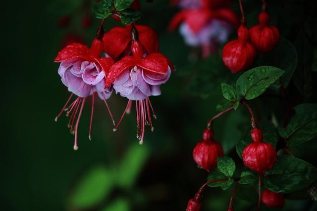 8月桃花旺姻緣好緣分已經到了將脫單喜結良緣