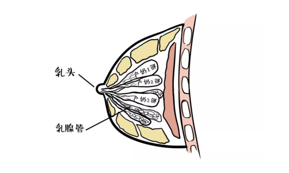 乳腺导管示意图图片