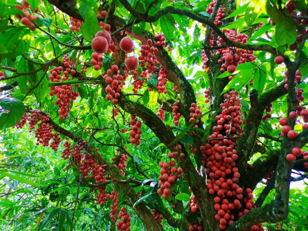 云果八月江城三丫果酸甜可口红灯笼