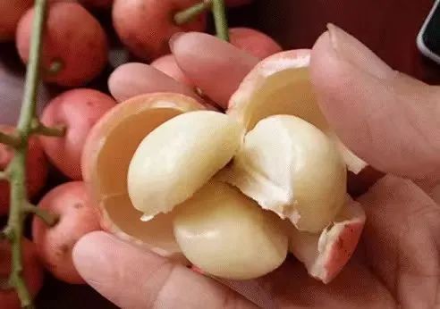 云果八月江城三丫果酸甜可口红灯笼