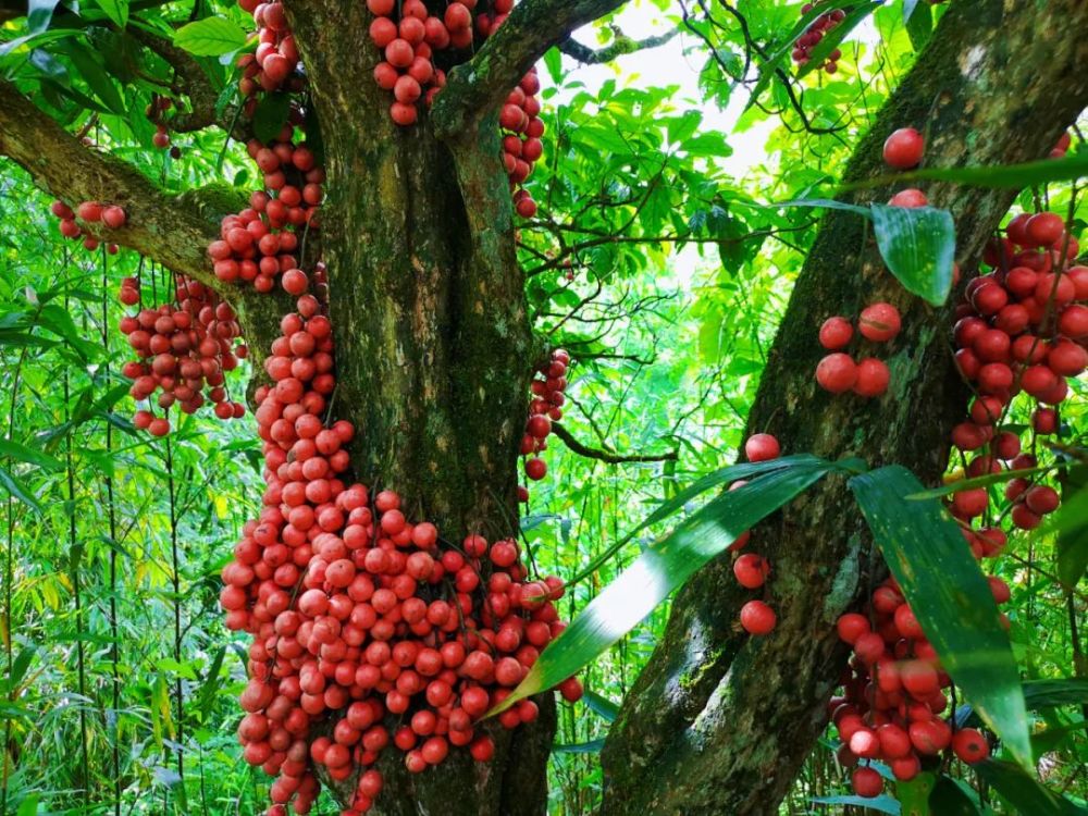 云果八月江城三丫果酸甜可口红灯笼