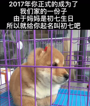 请为柴犬初七发声我在狗肉摊找到了被砍碎的毛孩子