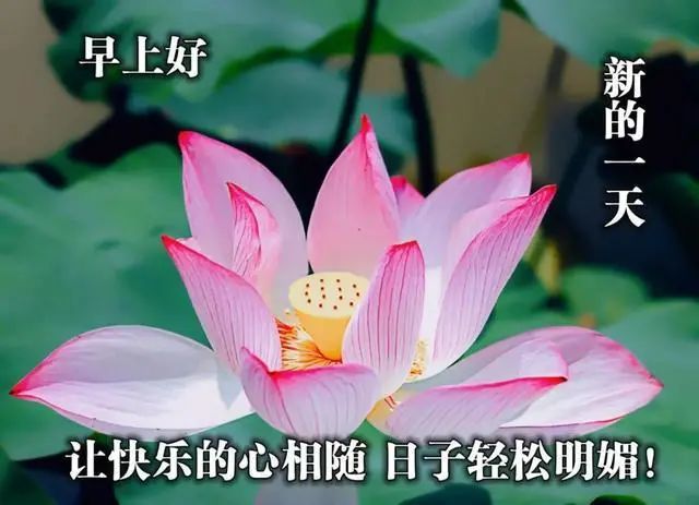 微信早安祝福语问候动态美图短信,早上好漂亮美图问候大家