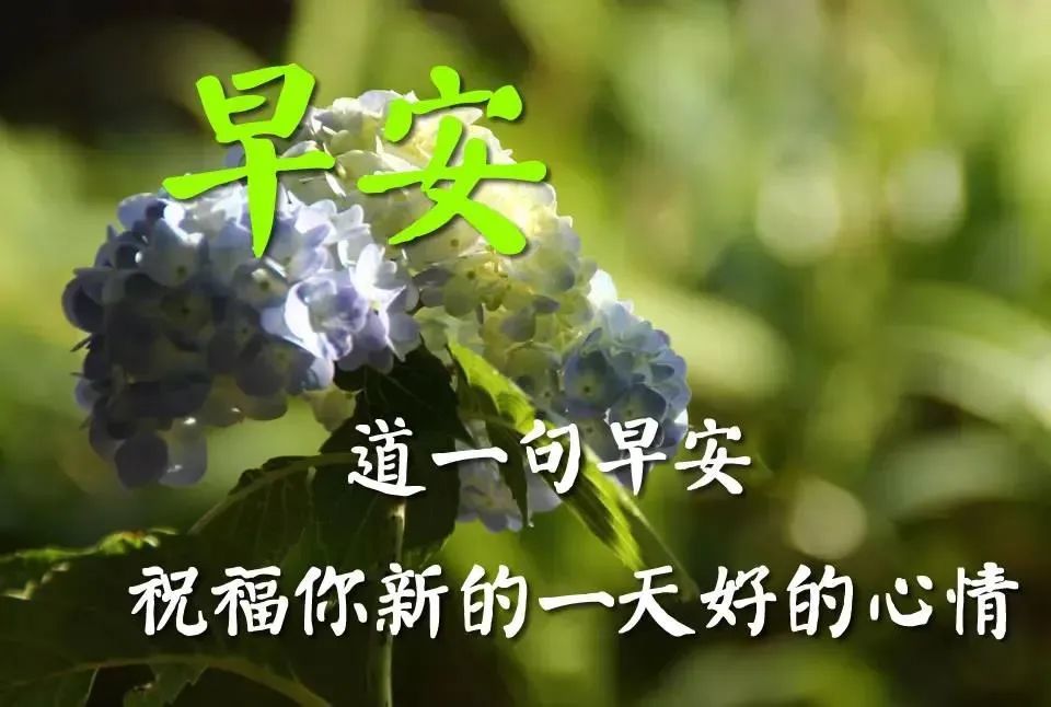 早上好朋友,微信早安祝福語問候動態美圖短信,早上好漂亮美圖問候大家