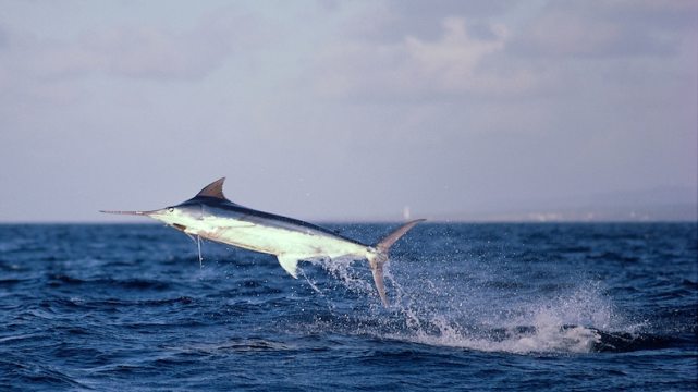 头有长枪孔武有力的海上霸主马林鱼