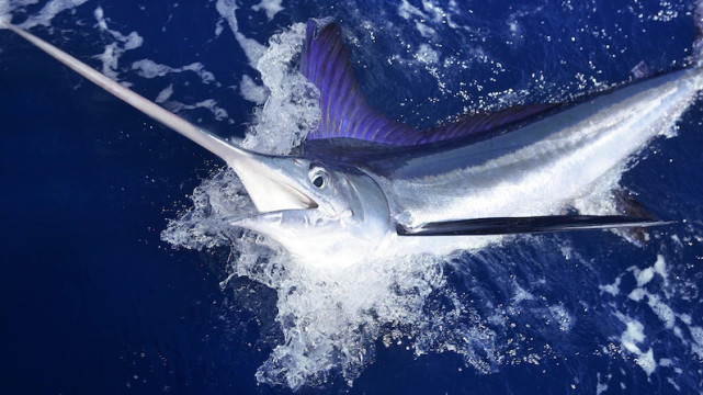 头有长枪孔武有力的海上霸主马林鱼